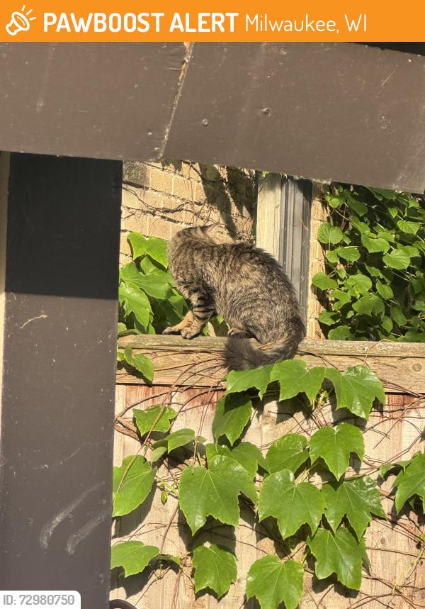 Found/Stray Unknown Cat last seen N Lake Dr & Edgewood Ave, Milwaukee, WI 53211