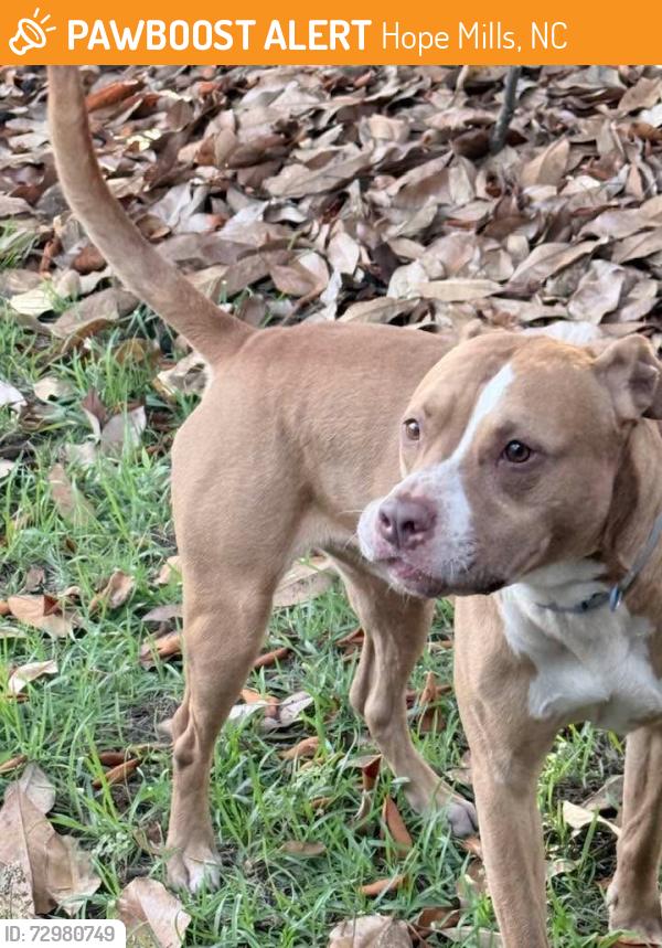 Found/Stray Male Dog last seen Hawthorne St. and Sycamore St. , Hope Mills, NC 28348