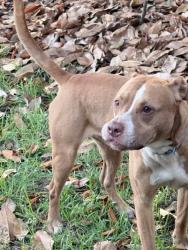 Found/Stray Male Dog last seen Hawthorne St. and Sycamore St., Hope Mills, NC 28348