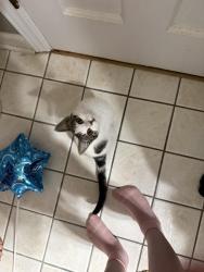 Found/Stray Female Cat last seen Aldi parking lot, High Point, NC 27265