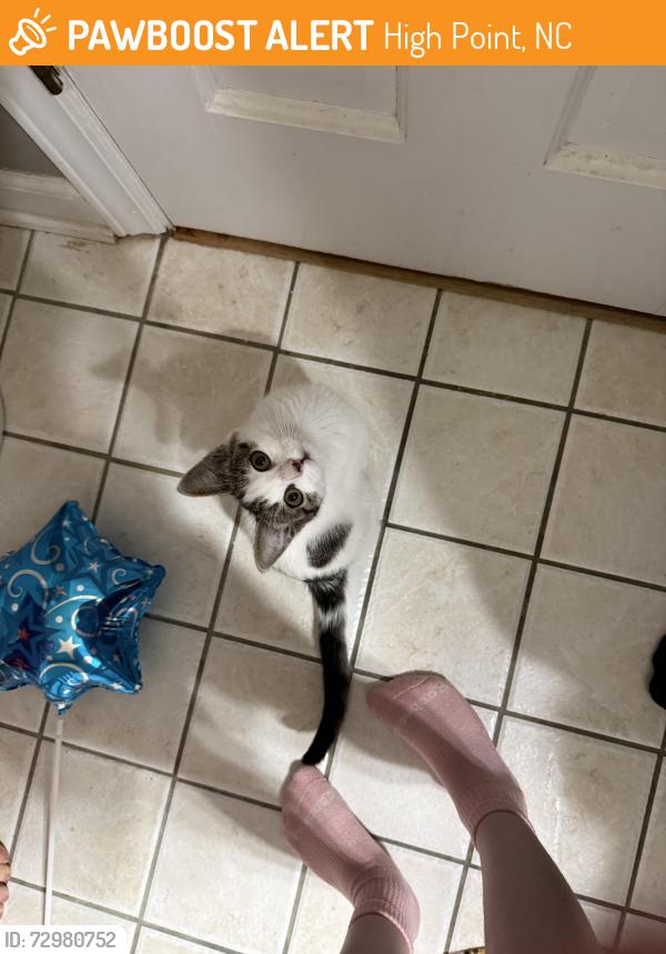 Found/Stray Female Cat last seen Aldi parking lot, High Point, NC 27265