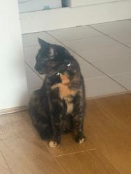 Reunited Unknown Cat last seen Douro street, Bow, England E3 2PZ