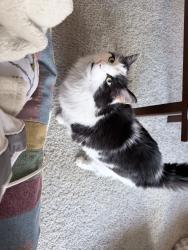 Reunited Male Cat last seen Near Silver Stream Ln, Henrico, VA 23294, USA, Henrico, VA 23294
