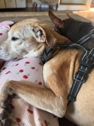 Lost Female Dog last seen Near W 1000 N, Delphi, IN 46923
