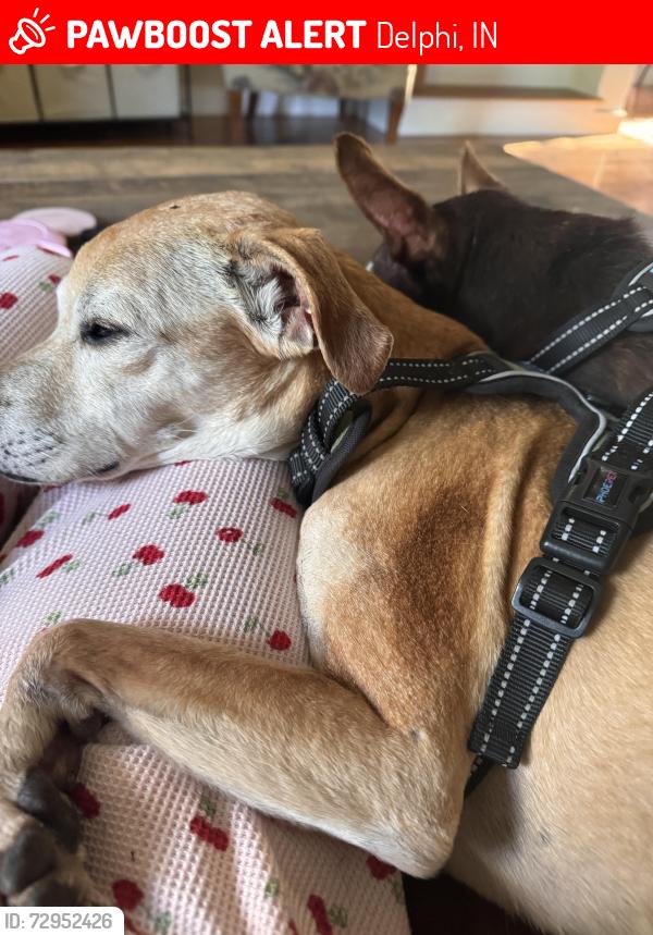 Lost Female Dog last seen Near W 1000 N, Delphi, IN 46923