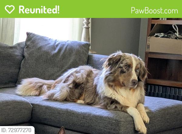 Reunited Male Dog last seen Phillips and Stallings, Matthews, NC 28105