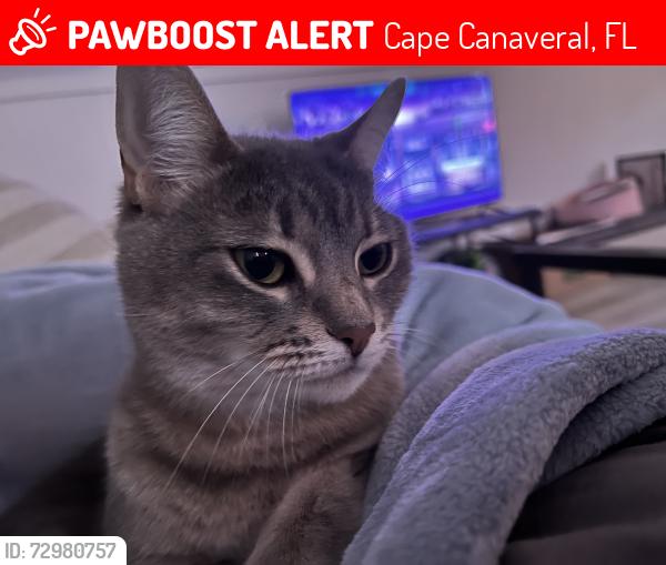 Lost Female Cat last seen Cumberland 711 twistee treat, Cape Canaveral, FL 32920