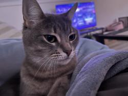 Lost Female Cat last seen Cumberland 711 twistee treat, Cape Canaveral, FL 32920