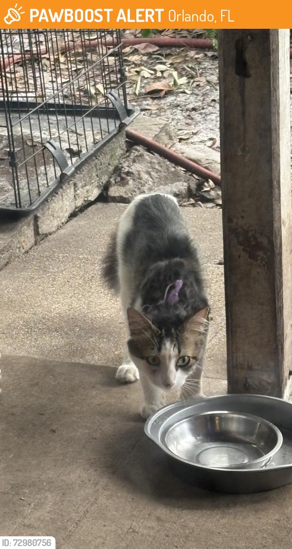 Found/Stray Unknown Cat last seen Grey Fox Lane, UCF area, Orlando, FL 32826