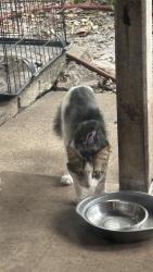 Found/Stray Unknown Cat last seen Grey Fox Lane, UCF area, Orlando, FL 32826
