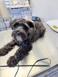 Reunited Female Dog last seen Near Fernside Dr, Pasadena, TX 77505, USA, Pasadena, TX 77505