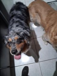 Reunited Female Dog last seen Alameda Drive, Spring Hill, FL 34609