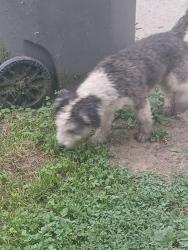 Found/Stray Male Dog last seen 21st and Adam's st, Indianapolis, IN 46218