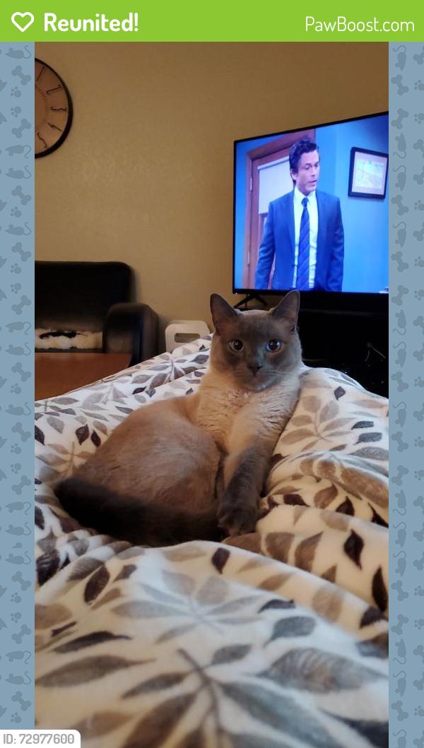 Reunited Male Cat last seen Stratford Arms apmts on 256th, Kent, WA 98030