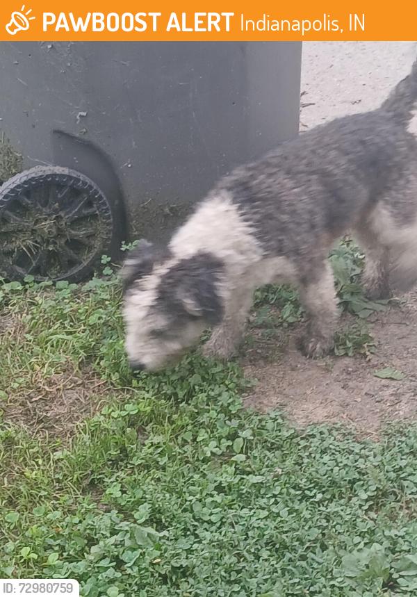 Found/Stray Male Dog last seen 21st and Adam's st, Indianapolis, IN 46218