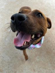 Shelter Stray Female Dog last seen CHARLOTTE, 8315 Byrum Dr, Charlotte, NC 28217, USA