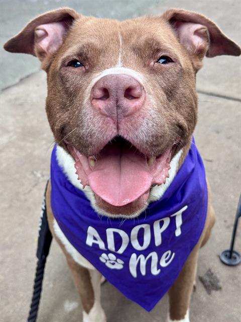 Shelter Stray Female Dog last seen CHARLOTTE, 8315 Byrum Dr, Charlotte, NC 28217, USA