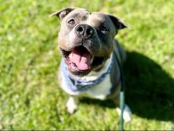 Shelter Stray Male Dog last seen CHARLOTTE, 8315 Byrum Dr, Charlotte, NC 28217, USA