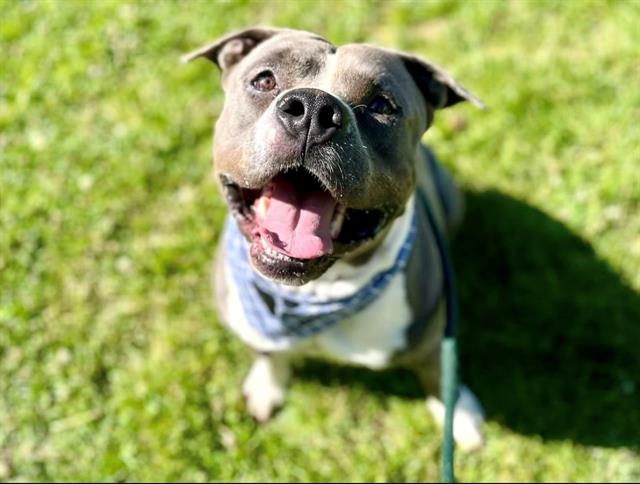 Shelter Stray Male Dog last seen CHARLOTTE, 8315 Byrum Dr, Charlotte, NC 28217, USA