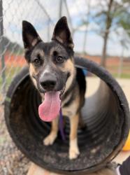 Shelter Stray Male Dog last seen CHARLOTTE, 8315 Byrum Dr, Charlotte, NC 28217, USA