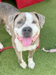 Shelter Stray Male Dog last seen RAFT  DR,63133, 10521 Baur Blvd, Olivette, MO 63132, USA