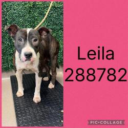Shelter Stray Female Dog last seen HOUSTON AVE/LACKEY DR, Macon, GA 31216