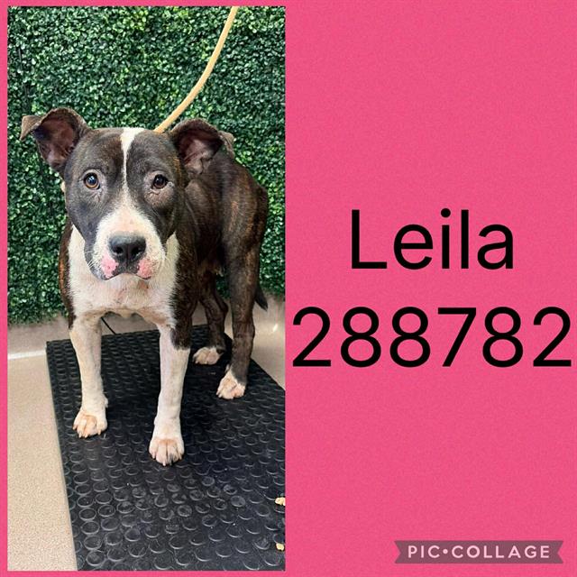 Shelter Stray Female Dog last seen HOUSTON AVE/LACKEY DR, Macon, GA 31216