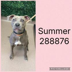Shelter Stray Female Dog last seen JEFFERSONVILLE RD, Macon, GA 31216