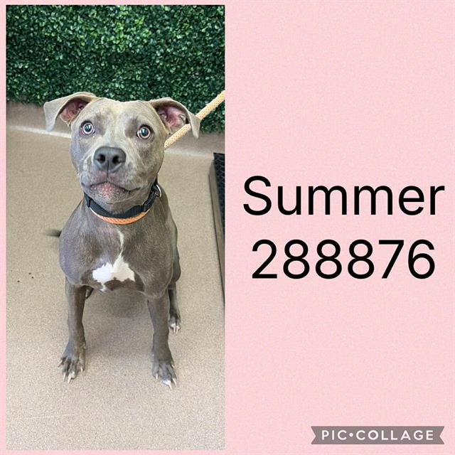 Shelter Stray Female Dog last seen JEFFERSONVILLE RD, Macon, GA 31216
