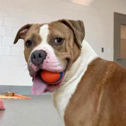 Shelter Stray Male Dog last seen Near , 2600 S Harding St, Indianapolis, IN 46221, USA