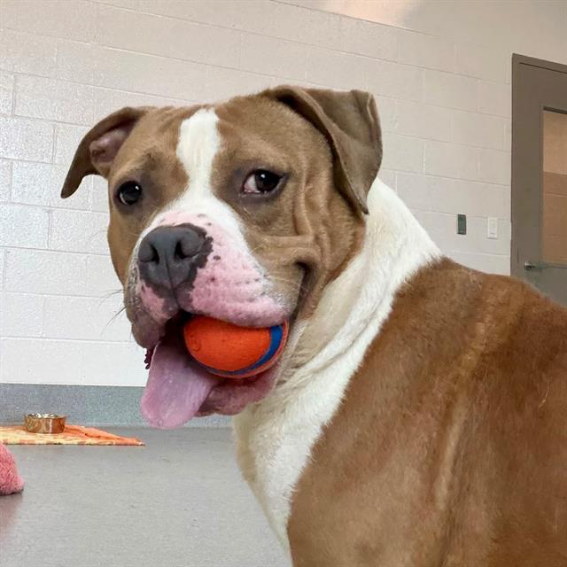 Shelter Stray Male Dog last seen Near , 2600 S Harding St, Indianapolis, IN 46221, USA