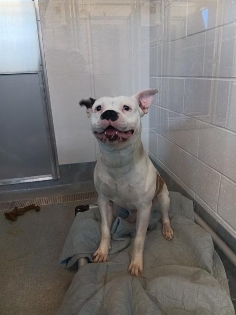 Shelter Stray Male Dog last seen Near , Indianapolis, IN 46221