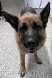 Shelter Stray Female Dog last seen Near BLOCK LIVERNOIS AVE, DETROIT MI 48204, 7401 Chrysler Dr, Detroit, MI 48211, USA