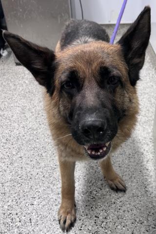 Shelter Stray Female Dog last seen Near BLOCK LIVERNOIS AVE, DETROIT MI 48204, 7401 Chrysler Dr, Detroit, MI 48211, USA