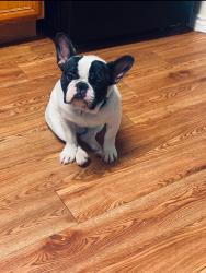 Lost Male Dog last seen south cage blvd pharr, Pharr, TX 78577