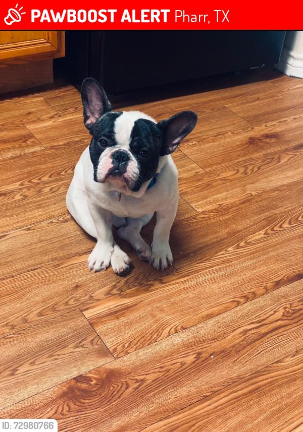 Lost Male Dog last seen south cage blvd pharr, Pharr, TX 78577
