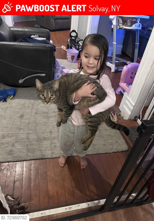 Lost Female Cat last seen Milton ave, Solvay, NY 13204