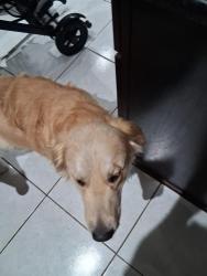 Reunited Male Dog last seen Alameda Drive, Spring Hill, FL 34609