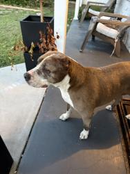 Found/Stray Female Dog last seen Disston plaza Publix , St. Petersburg, FL 33710
