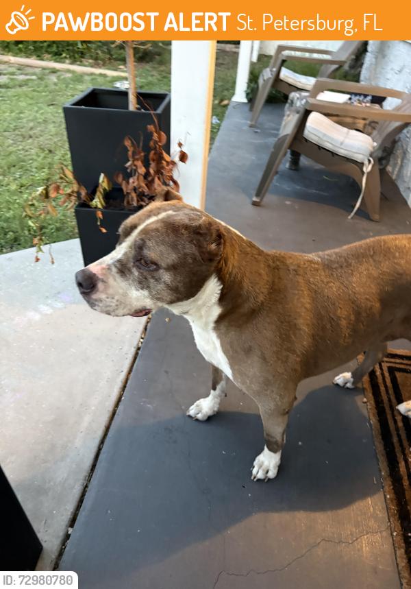 Found/Stray Female Dog last seen Disston plaza Publix , St. Petersburg, FL 33710