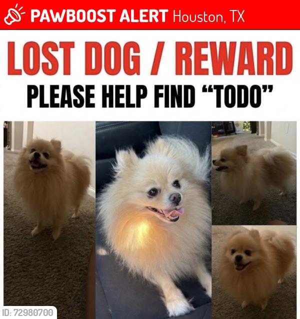 Lost Male Dog last seen Stone hedge dr - 77073, Houston, TX 77073
