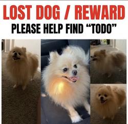 Lost Male Dog last seen Stone hedge dr - 77073, Houston, TX 77073