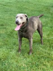 Reunited Male Dog last seen 186th St & Eagletown, Westfield, IN 46074