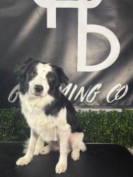 Reunited Female Dog last seen Carancahua Street, Corpus Christi, TX 78401