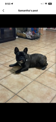 Lost Male Dog last seen Near Kirshner Way, San Antonio, TX 78252