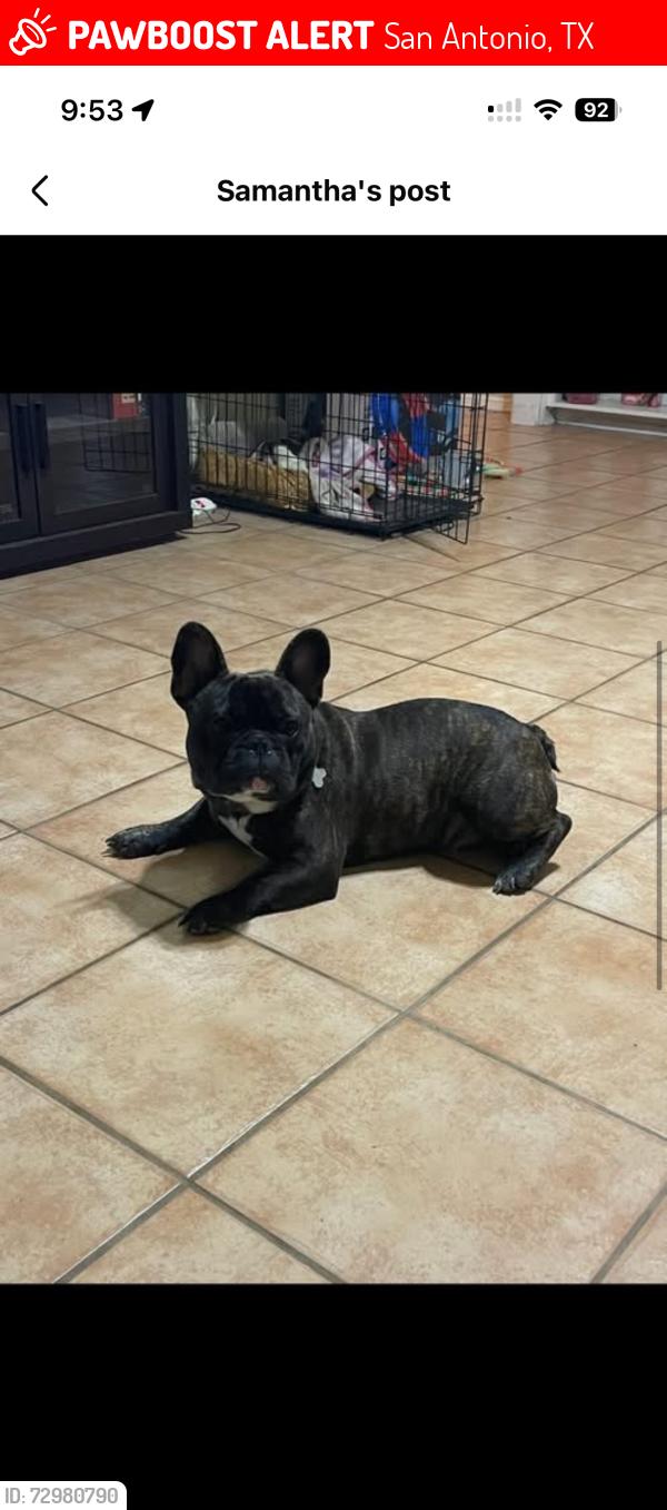 Lost Male Dog last seen Near Kirshner Way, San Antonio, TX 78252