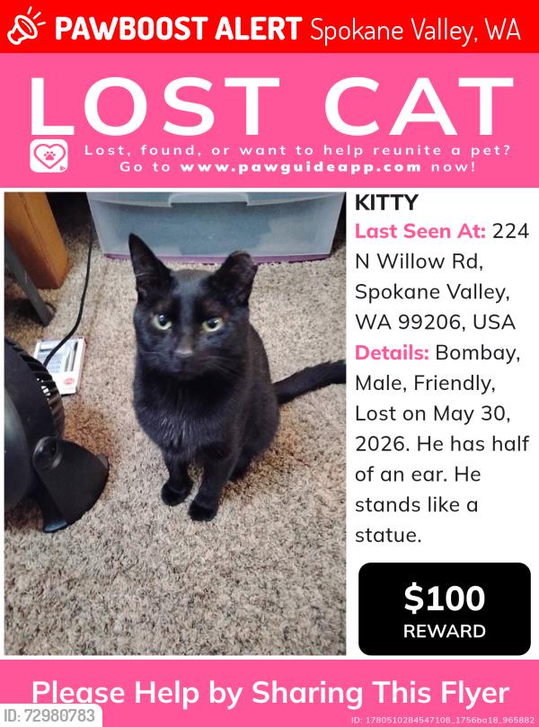 Lost Male Cat last seen Near n willow Street Spokane valley , Spokane Valley, WA 99206