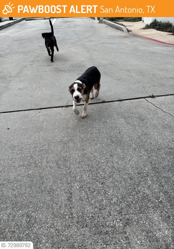 Found/Stray Male Dog last seen Pinebrook dr & Mossrock dr, San Antonio, TX 78230