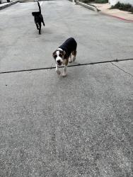 Found/Stray Male Dog last seen Pinebrook dr & Mossrock dr, San Antonio, TX 78230