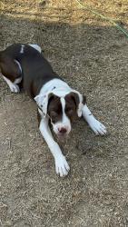 Lost Male Dog last seen Elementary school, Russell County, AL 36875